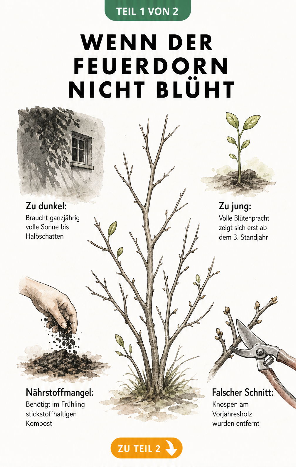 Illustration eines blütenlosen Feuerdorn-Zweiges mit Erklärungen zu Standort, Alter, Nährstoffen und Schnitt