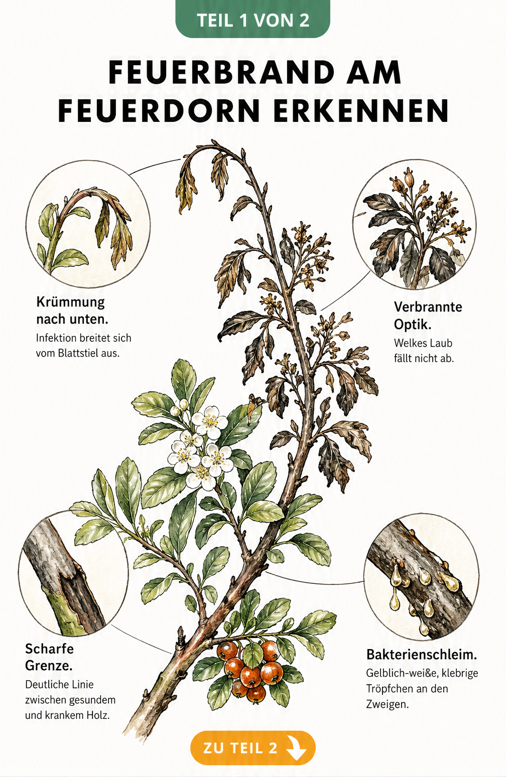 Botanische Illustration eines Feuerdorn-Zweigs, der die Symptome von Feuerbrand wie verbranntes Laub und Bakterienschleim zeigt