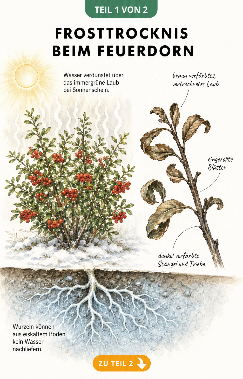 Illustration eines Feuerdorn-Strauchs im Winter, die den Vorgang der Frosttrocknis durch Verdunstung bei gefrorenem Boden zeigt.