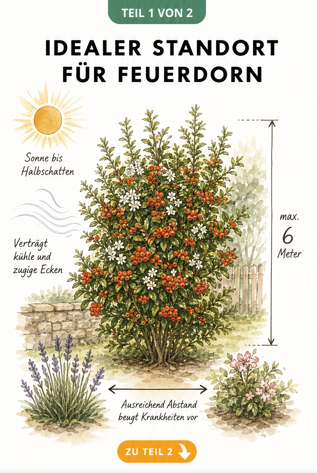 Illustration eines Feuerdorn-Strauchs mit Angaben zum idealen Standort wie Sonne bis Halbschatten und Wuchshöhe