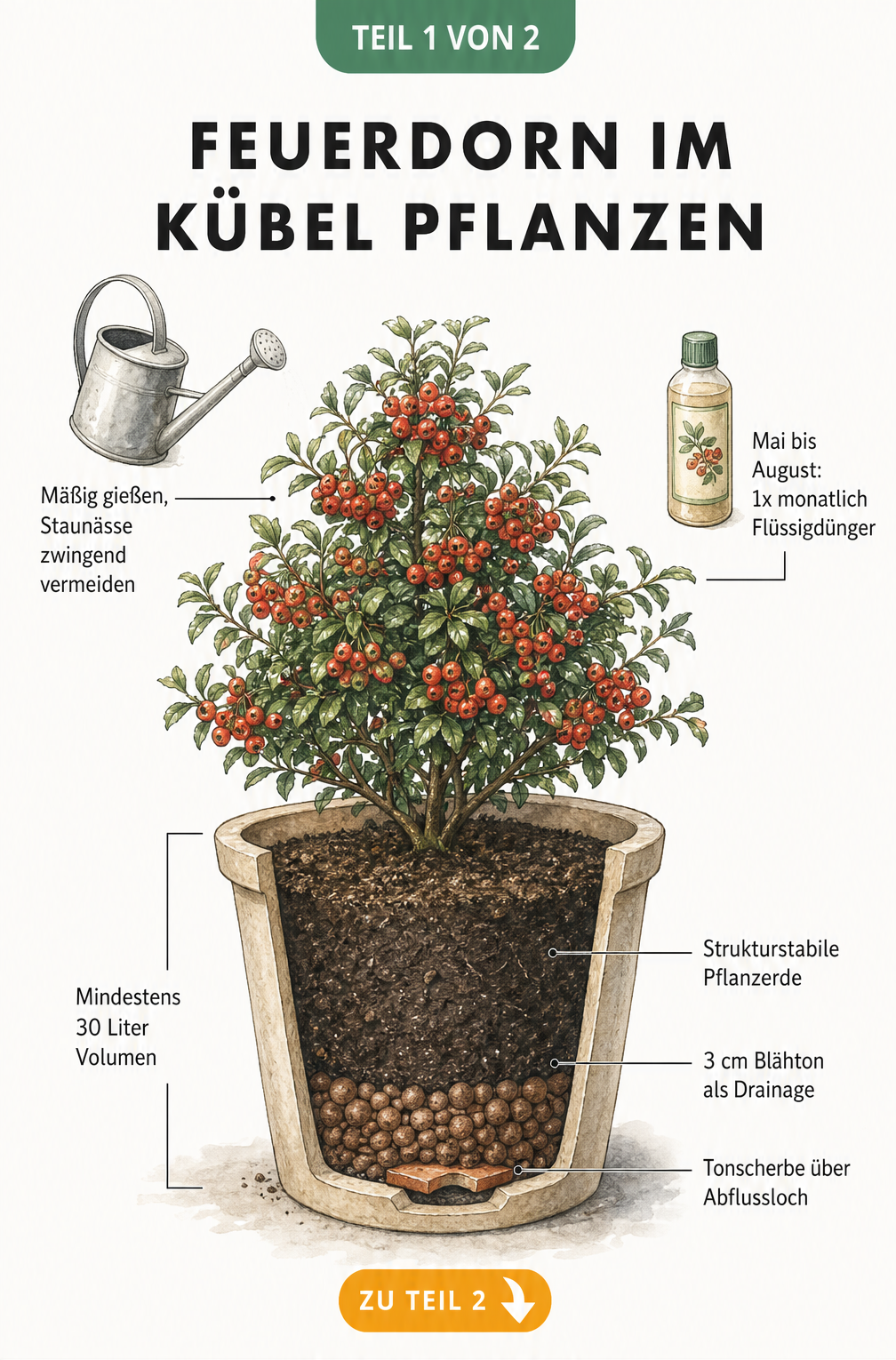 Botanische Illustration eines Feuerdorns im Kübel mit Schnittbild der Erdschichten und Drainage