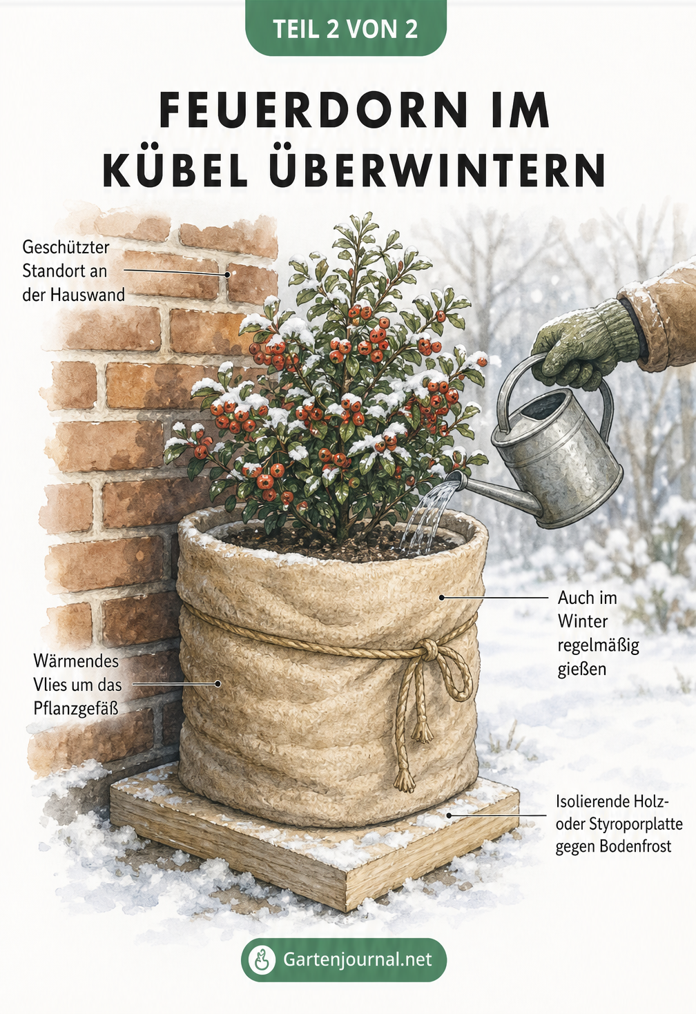 Illustration eines Feuerdorns im Topf an einer Hauswand mit Winterschutz aus Vlies und isolierender Bodenplatte
