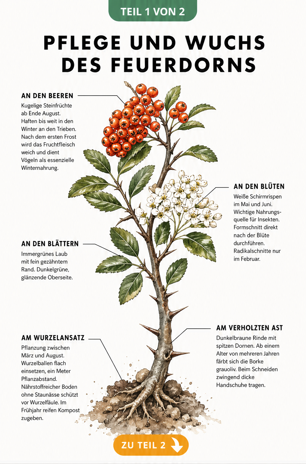 Botanische Illustration eines Feuerdorn-Zweigs mit Rinde, Blättern, weißen Blüten und roten Beeren