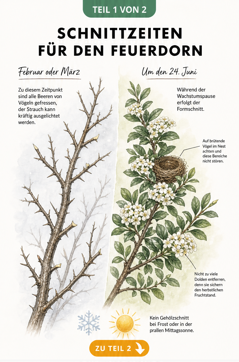 Botanische Illustration eines Feuerdorn-Zweiges im Spätwinter und Frühsommer mit Hinweisen zu den Schnittzeiten