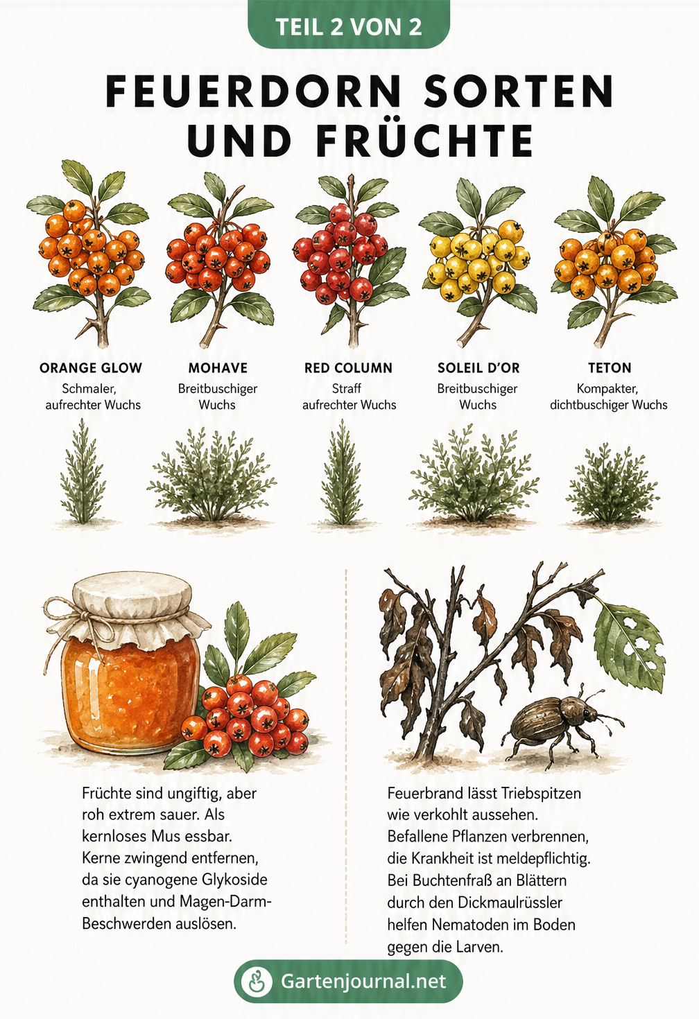 Übersicht verschiedener Feuerdorn-Sorten mit Beeren in Orange, Rot und Gelb sowie Wuchsformen