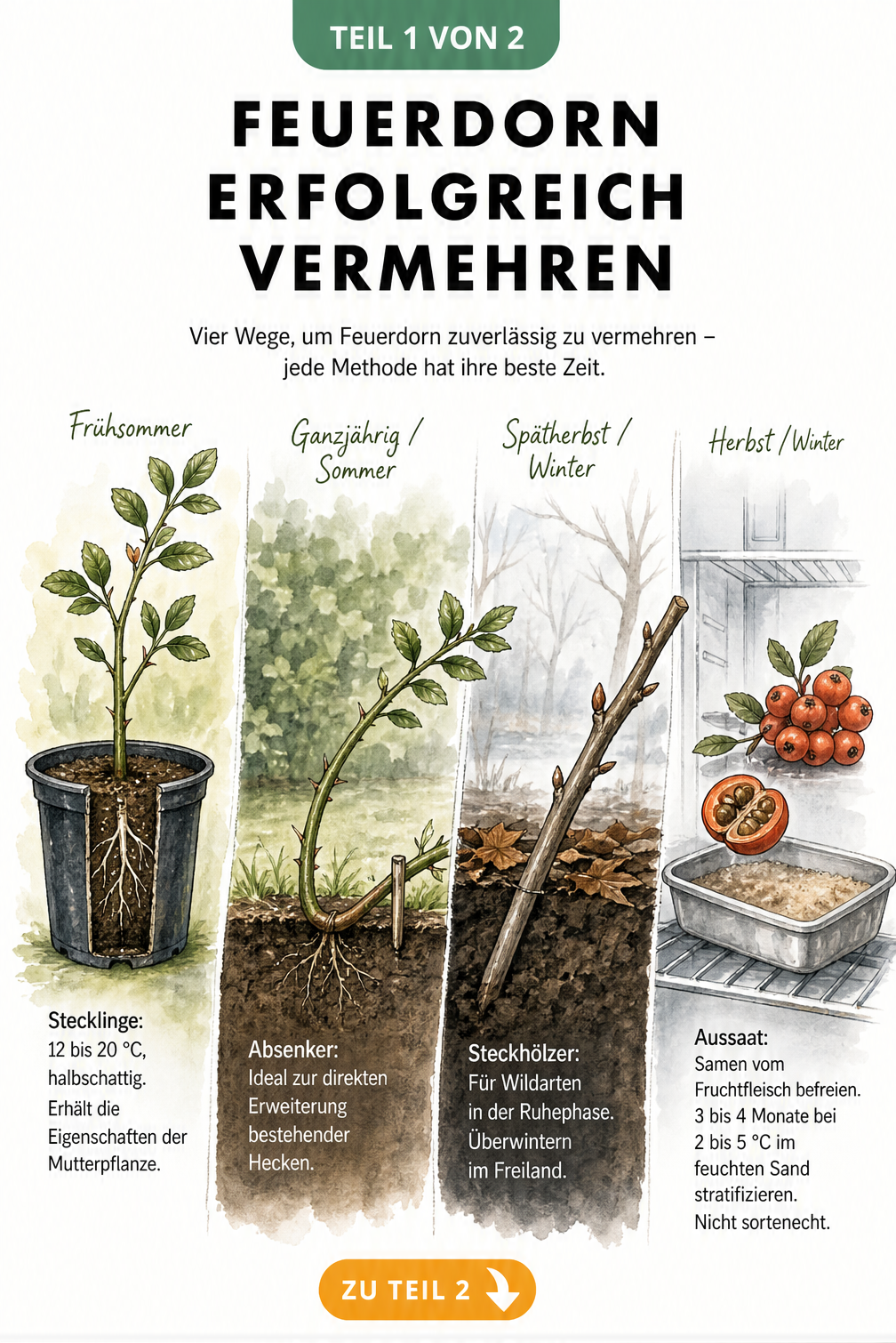 Botanische Jahresübersicht der vier Vermehrungsmethoden für Feuerdorn: Stecklinge, Absenker, Steckhölzer und Aussaat