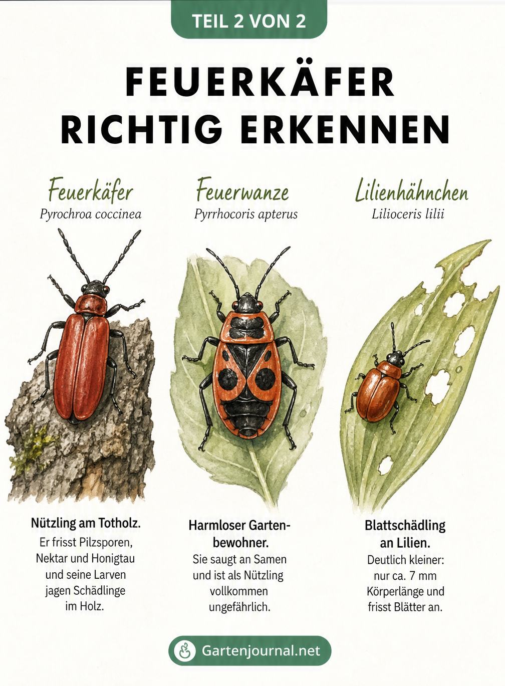 Vergleich von Feuerkäfer, Feuerwanze und Lilienhähnchen