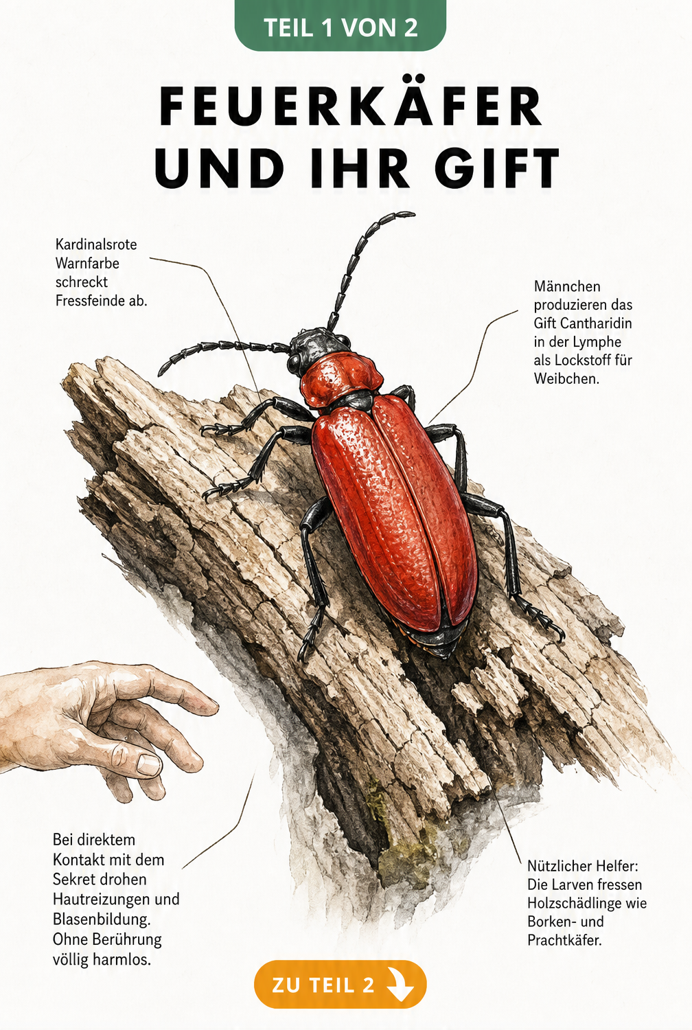 Illustration eines männlichen Feuerkäfers auf Totholz mit Erklärungen zu Gift und Nutzen