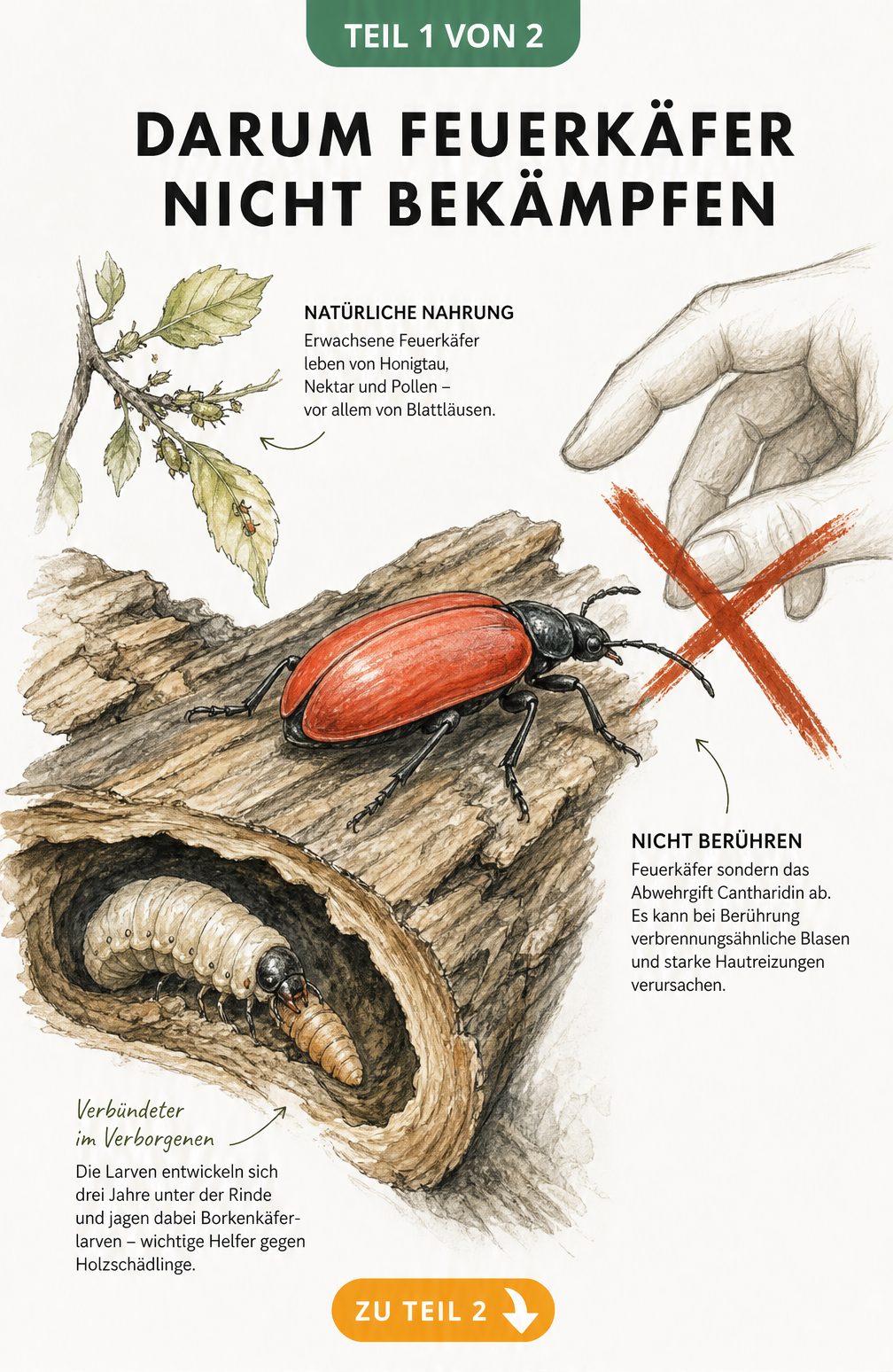Illustration eines kardinalsroten Feuerkäfers auf Totholz mit Larve, die eine Borkenkäfer-Larve frisst