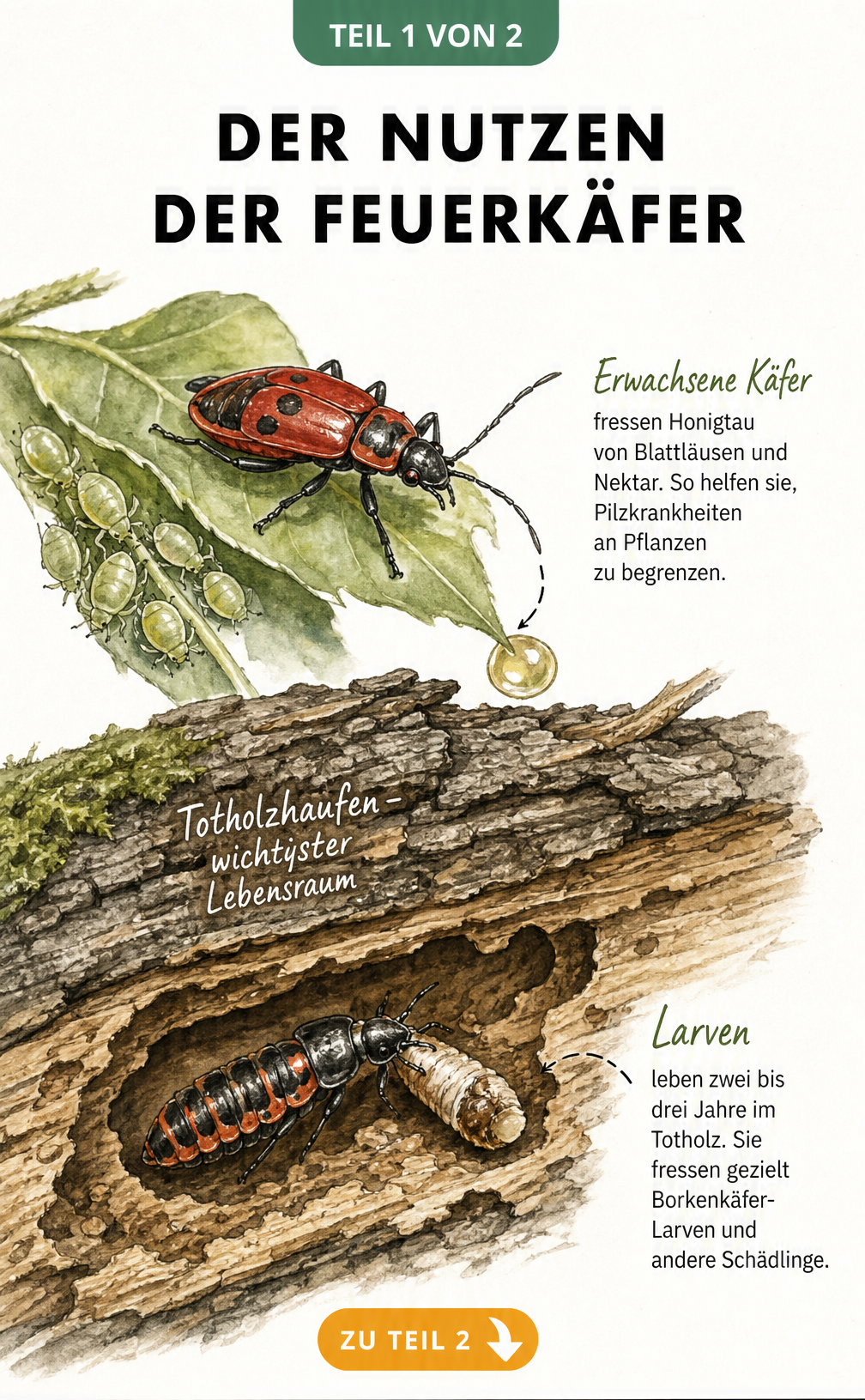 Illustration eines Feuerkäfers auf einem Blatt und einer Larve im Totholz