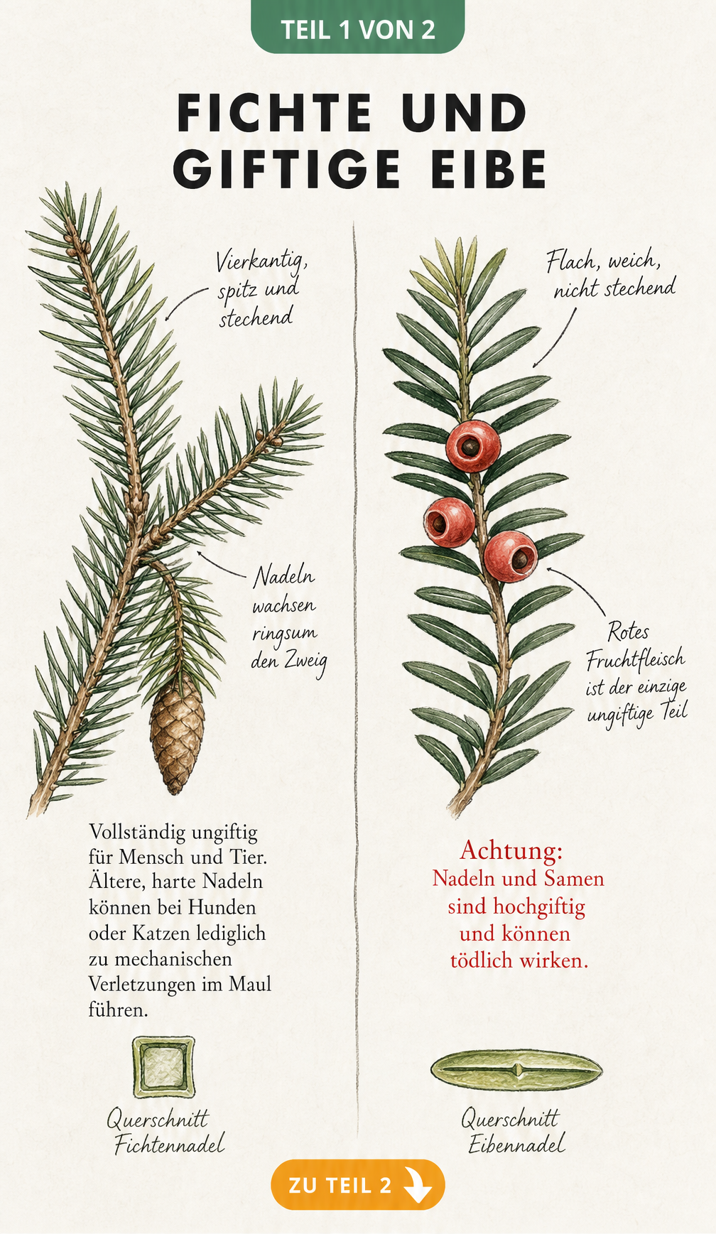 Botanische Illustration eines Fichtenzweigs und eines Eibenzweigs mit Hinweisen zur Giftigkeit