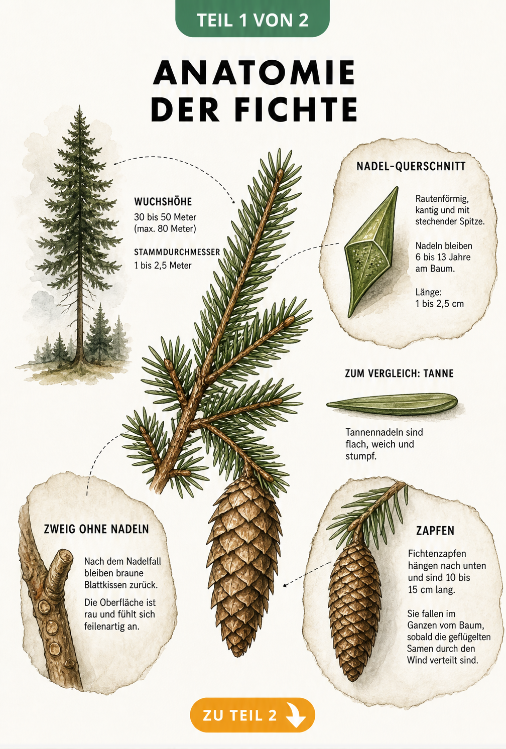 Botanische Illustration eines Fichtenzweigs mit Nadeln, Zapfen und Wuchsform der Fichte