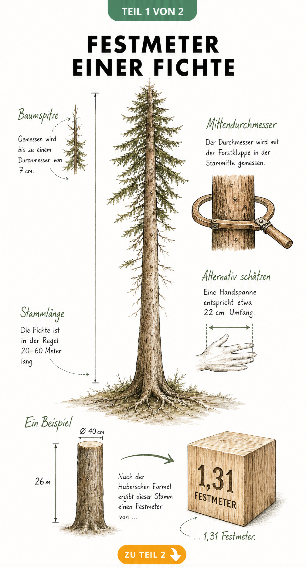 Botanische Illustration eines Fichtenstamms mit Maßlinien für Stammlänge und Mittendurchmesser sowie einem Holzwürfel zur Veranschaulichung von 1,31 Festmetern.