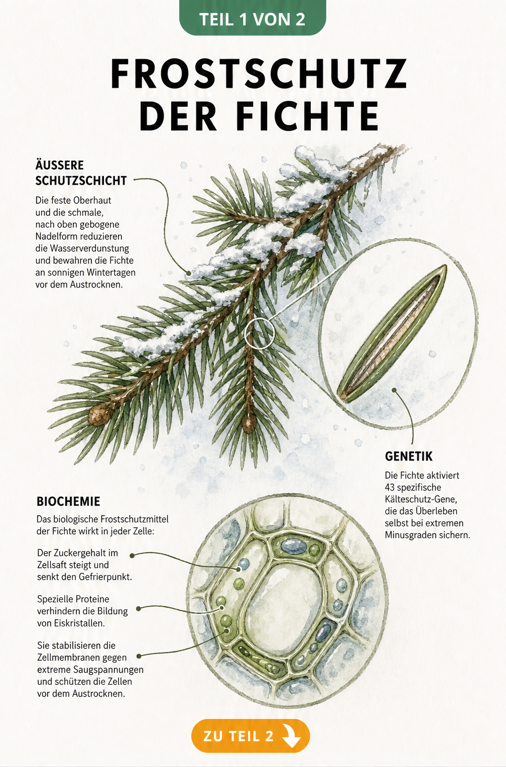Botanische Illustration eines Fichtenzweigs mit vergrößerter Nadel und Pflanzenzelle, die den Frostschutz durch Zucker und Proteine zeigt
