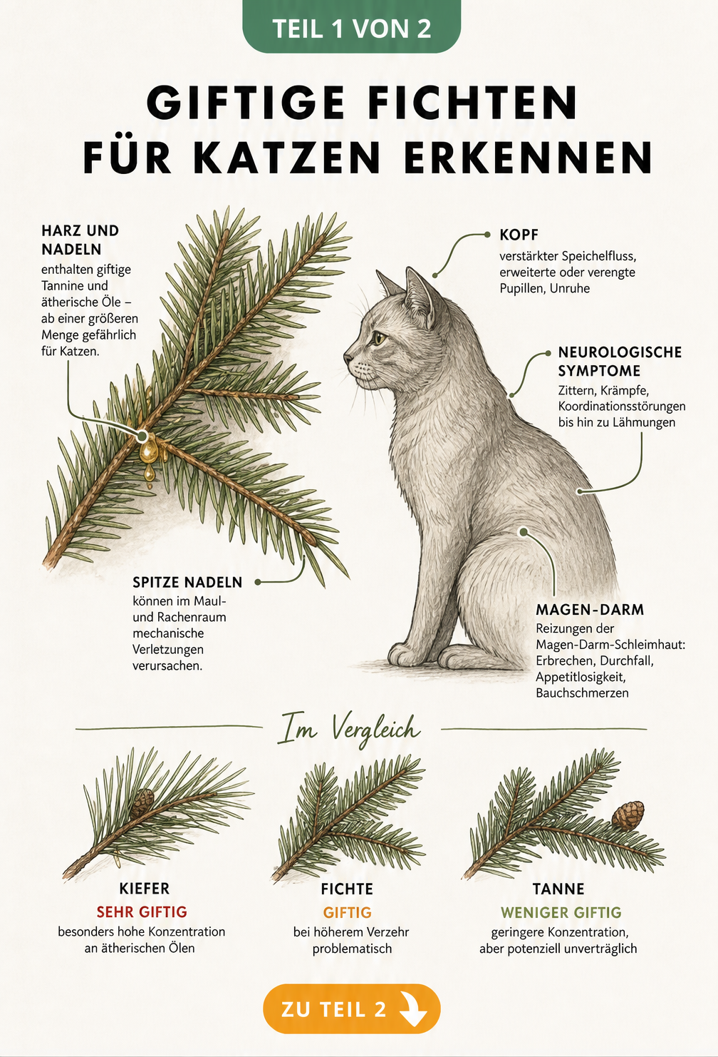 Botanische Illustration eines Fichtenzweigs und einer Katze, die giftige Bestandteile wie Tannine und ätherische Öle sowie Symptome wie Speichelfluss und...