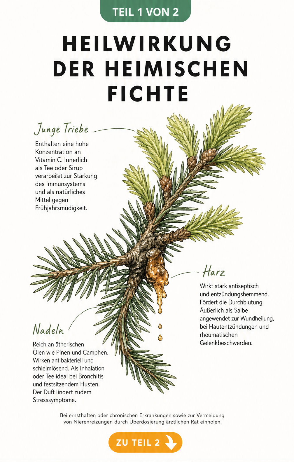 Botanische Illustration eines Fichtenzweigs mit Harz, jungen Trieben und Nadeln, die die Heilwirkung der Fichte erklären.