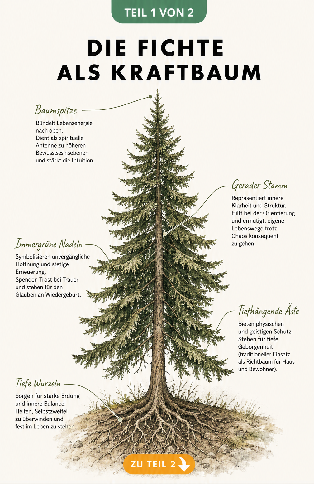 Botanische Illustration einer Fichte mit Erklärungen zu ihren spirituellen Eigenschaften wie Intuition, Klarheit und Erdung