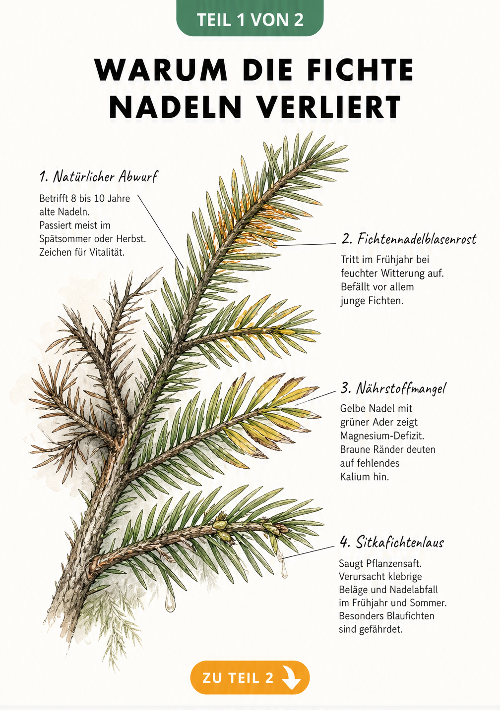Botanische Illustration eines Fichtenzweigs, der verschiedene Ursachen für Nadelverlust wie natürlichen Abwurf, Fichtennadelblasenrost, Nährstoffmangel und...