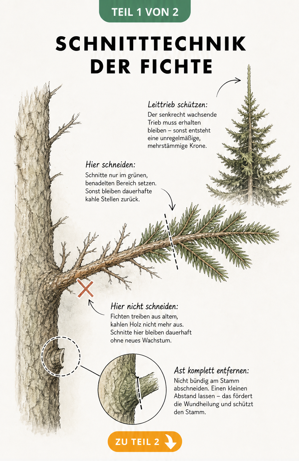 Botanische Illustration eines Fichtenzweigs mit Markierungen für den korrekten Rückschnitt im grünen Holz und Warnung vor Schnitt im alten Holz.