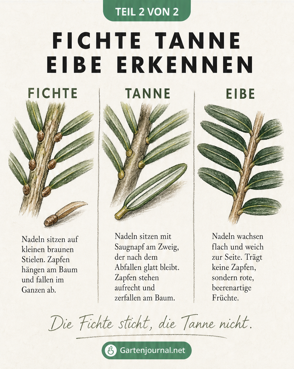 Makro-Zeichnung der Nadelansätze von Fichte, Tanne und Eibe zur Unterscheidung