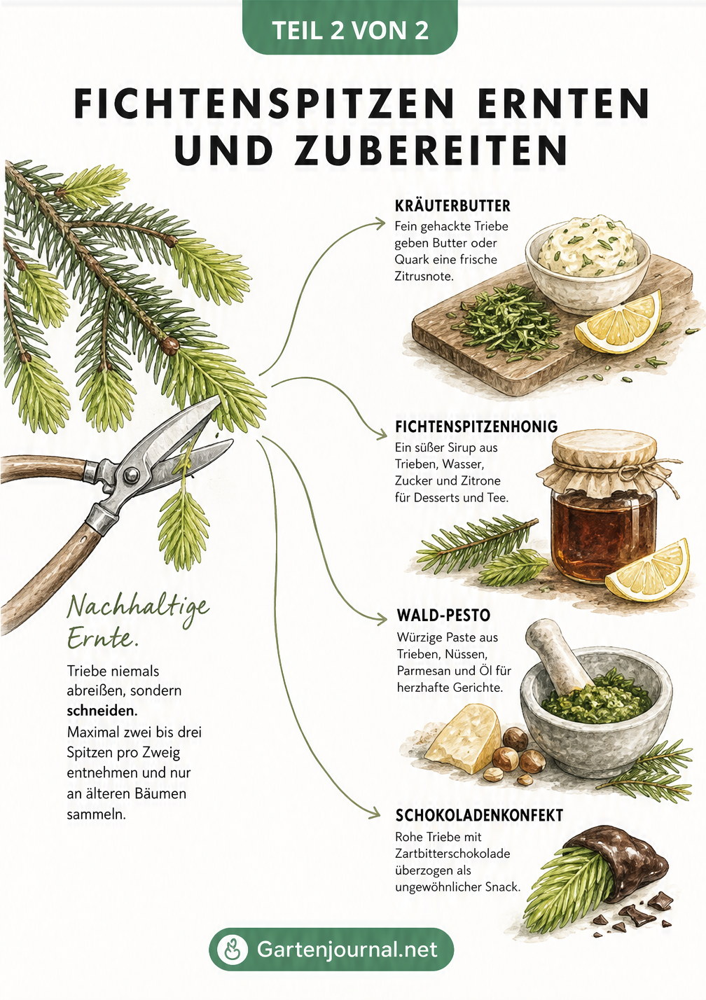 Botanische Gegenüberstellung von Fichte, Tanne und der giftigen Eibe mit Nadeln und Zapfen