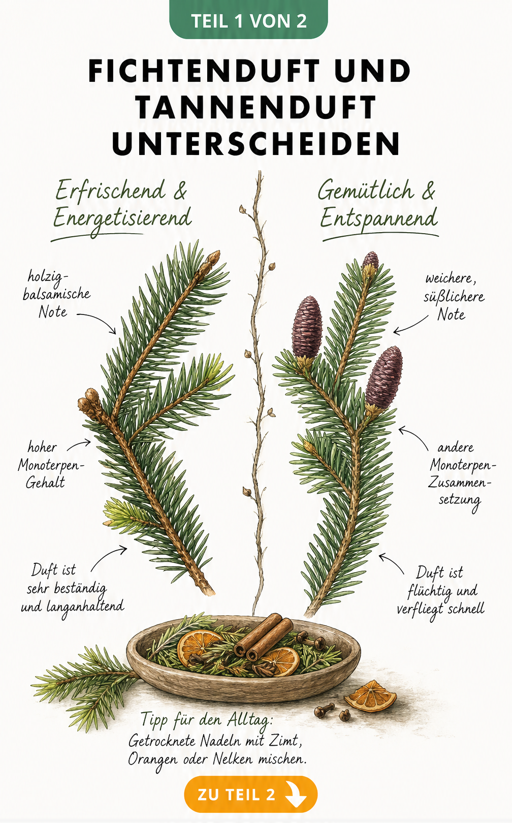 Botanische Illustration, die Fichtenduft und Tannenduft gegenueberstellt
