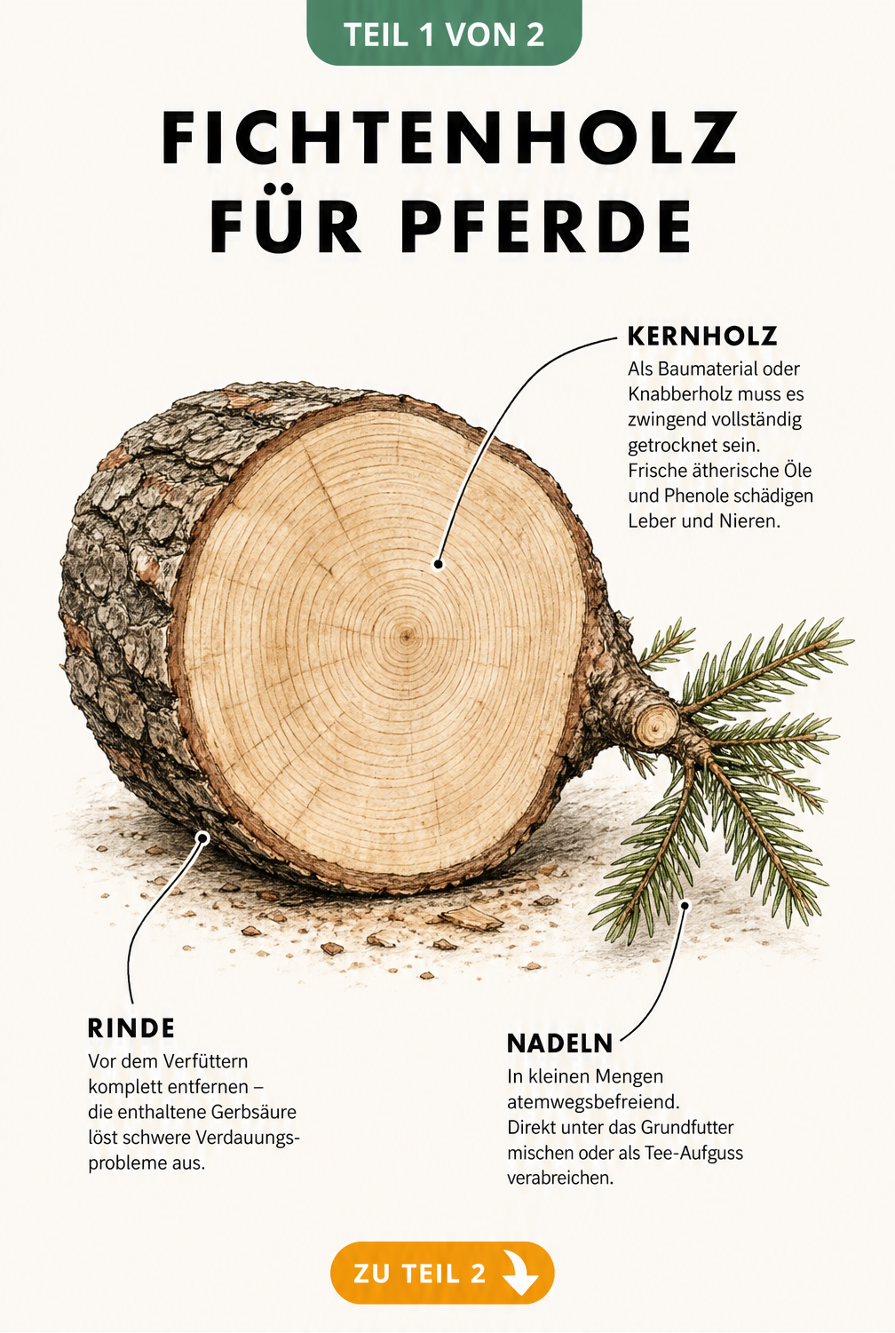 Botanische Illustration eines Fichtenstamms im Querschnitt mit Erklärungen zur Wirkung von Holz, Rinde und Nadeln auf Pferde