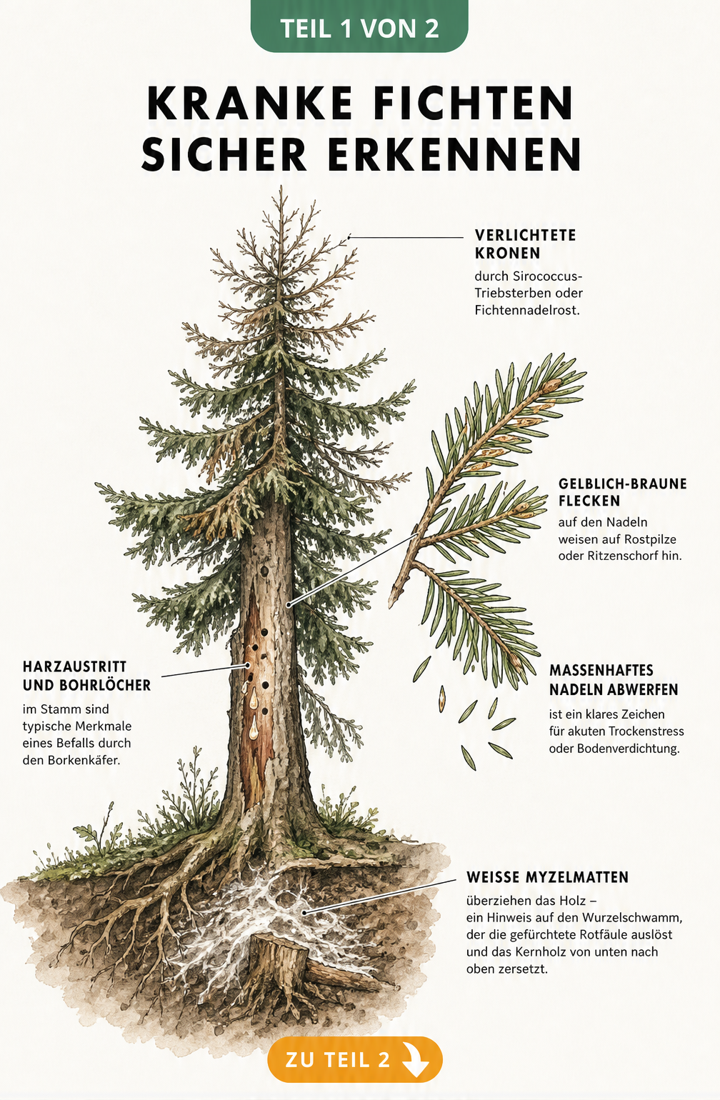 Botanische Illustration einer Fichte mit Schadbildern wie verlichteter Krone, braunen Nadeln, Harztropfen am Stamm und Myzelmatten an den Wurzeln