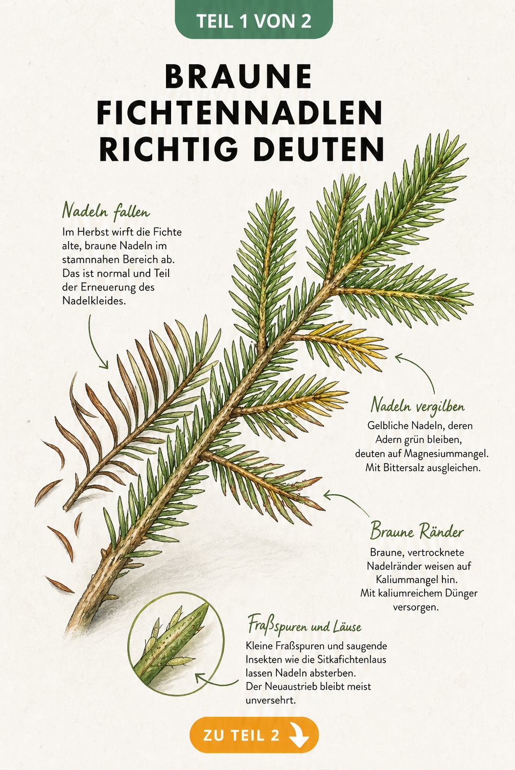 Illustration eines Fichtenzweigs mit braunen und gelben Nadeln, die Ursachen wie Magnesiummangel, Kaliummangel und Sitkafichtenlaus zeigen.