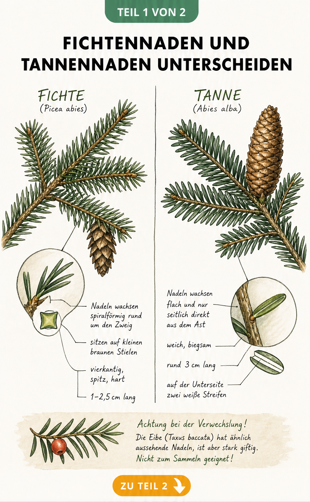 Botanische Illustration eines Fichten- und Tannenzweigs mit Detailansichten der Nadeln zur Unterscheidung