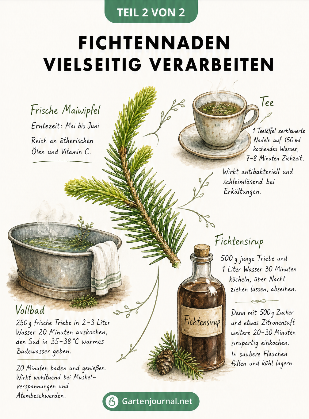 Illustration zur Verarbeitung von Fichtennadeln zu Tee, Sirup und Badezusatz