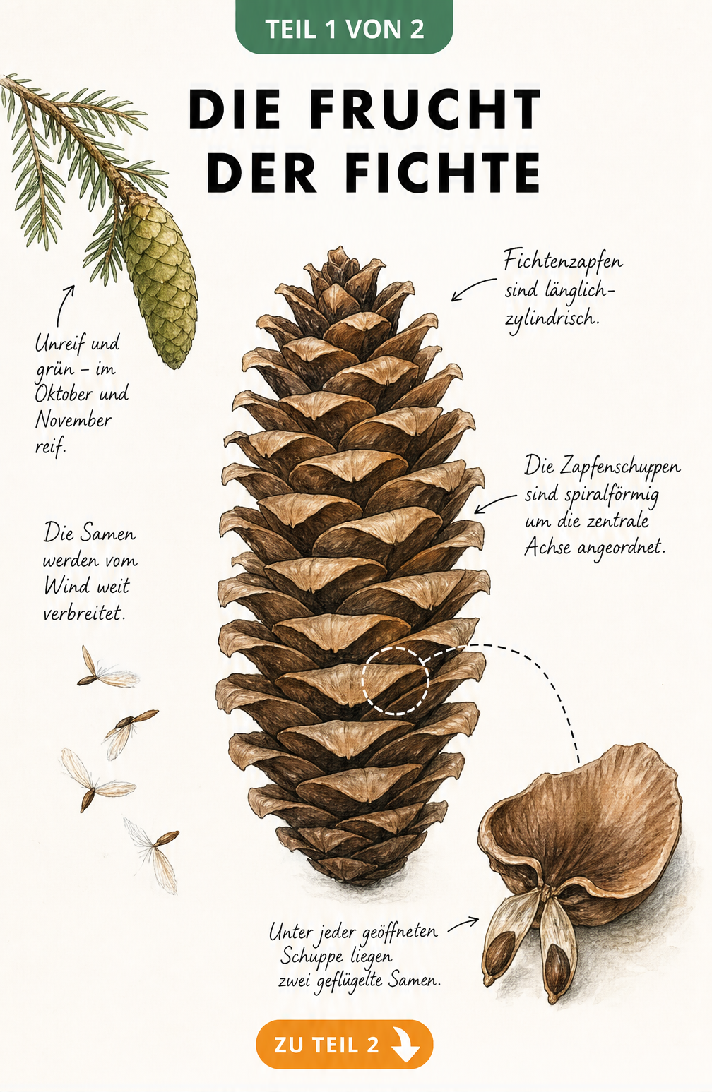 Botanische Illustration eines Fichtenzapfens mit geöffneter Schuppe und geflügelten Samen