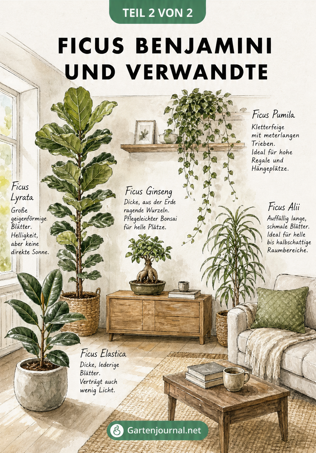 Aquarell-Illustration eines Wohnraums mit verschiedenen Ficus-Arten wie Geigenfeige, Gummibaum, Ginseng, Kletterfeige und Alii an ihren idealen Standorten