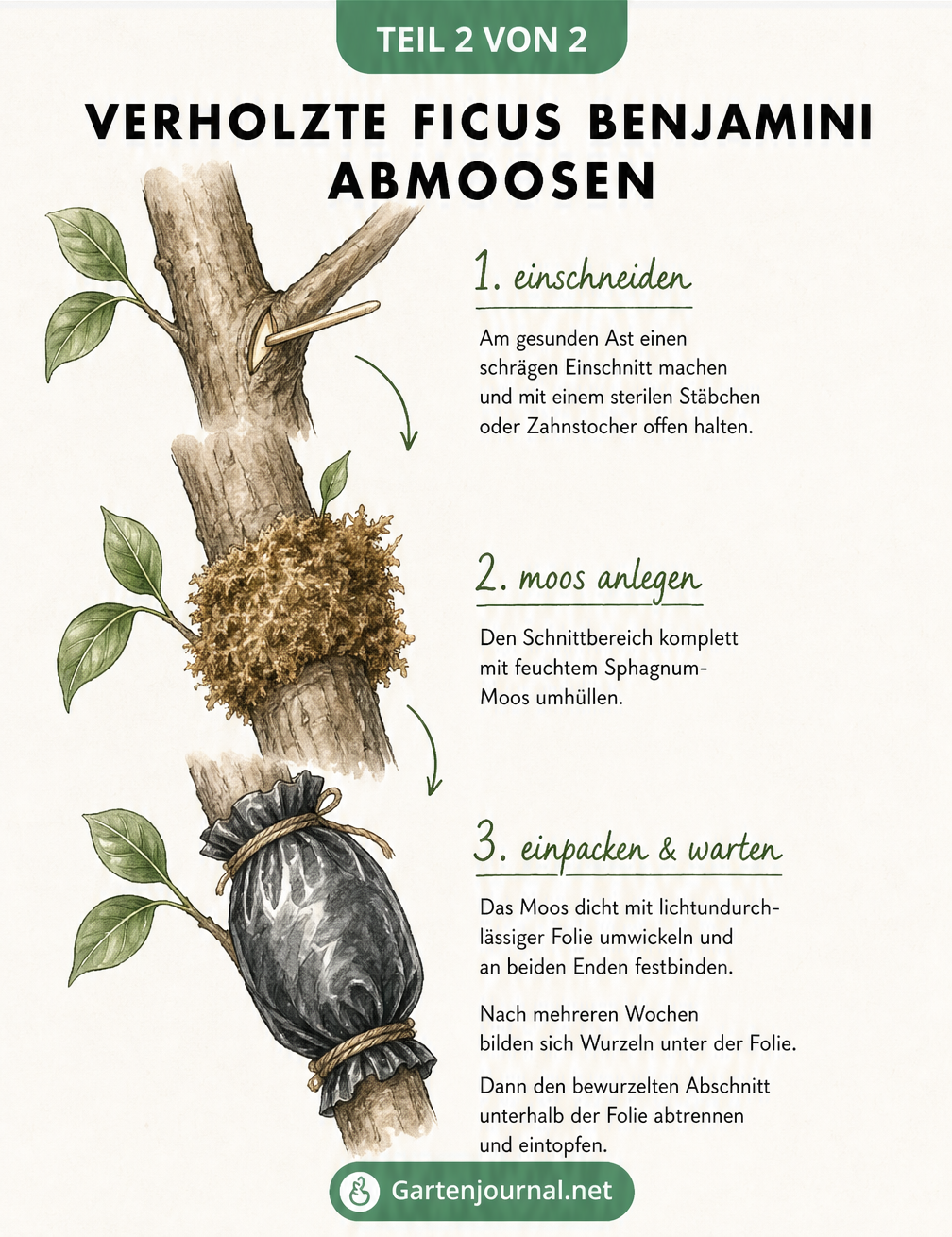 Handwerkliche Skizze eines verholzten Ficus-Stammes, die den Vorgang des Abmoosens in drei Phasen zeigt: Einschnitt, Moosballen und Folienumwicklung.