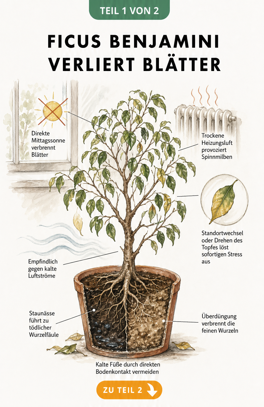 Botanische Illustration eines Ficus benjamini im Querschnitt mit Hinweisen zu Ursachen für Blattverlust wie direkte Sonne, Zugluft und Staunässe.