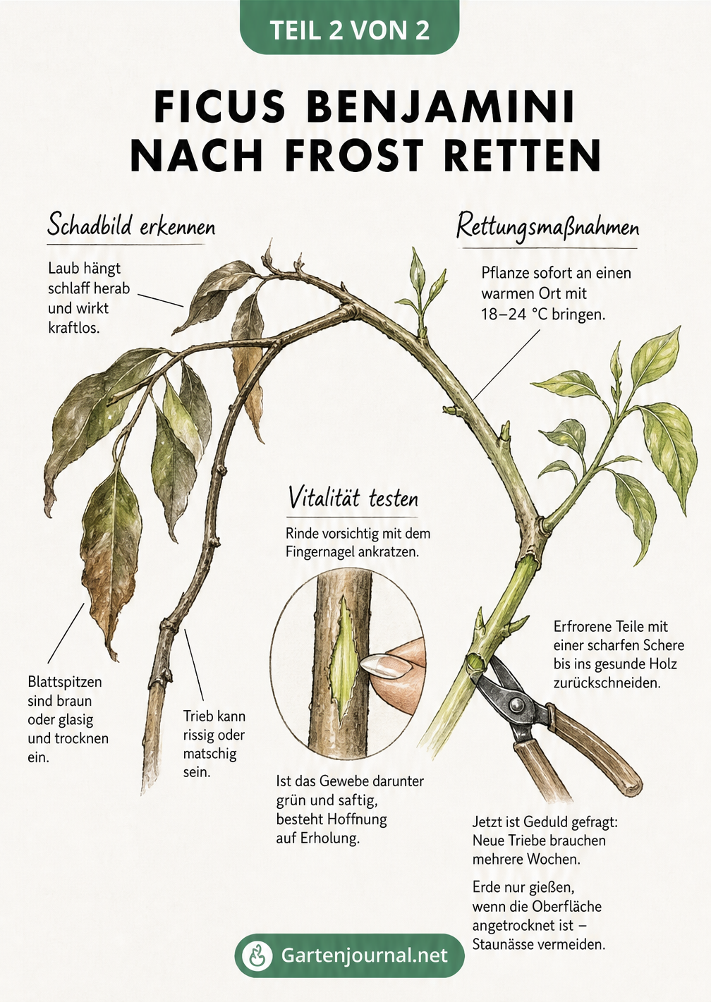 Illustration eines Ficus benjamini Zweigs mit Frostschäden und Tipps zur Rettung durch Rückschnitt und Pflege.
