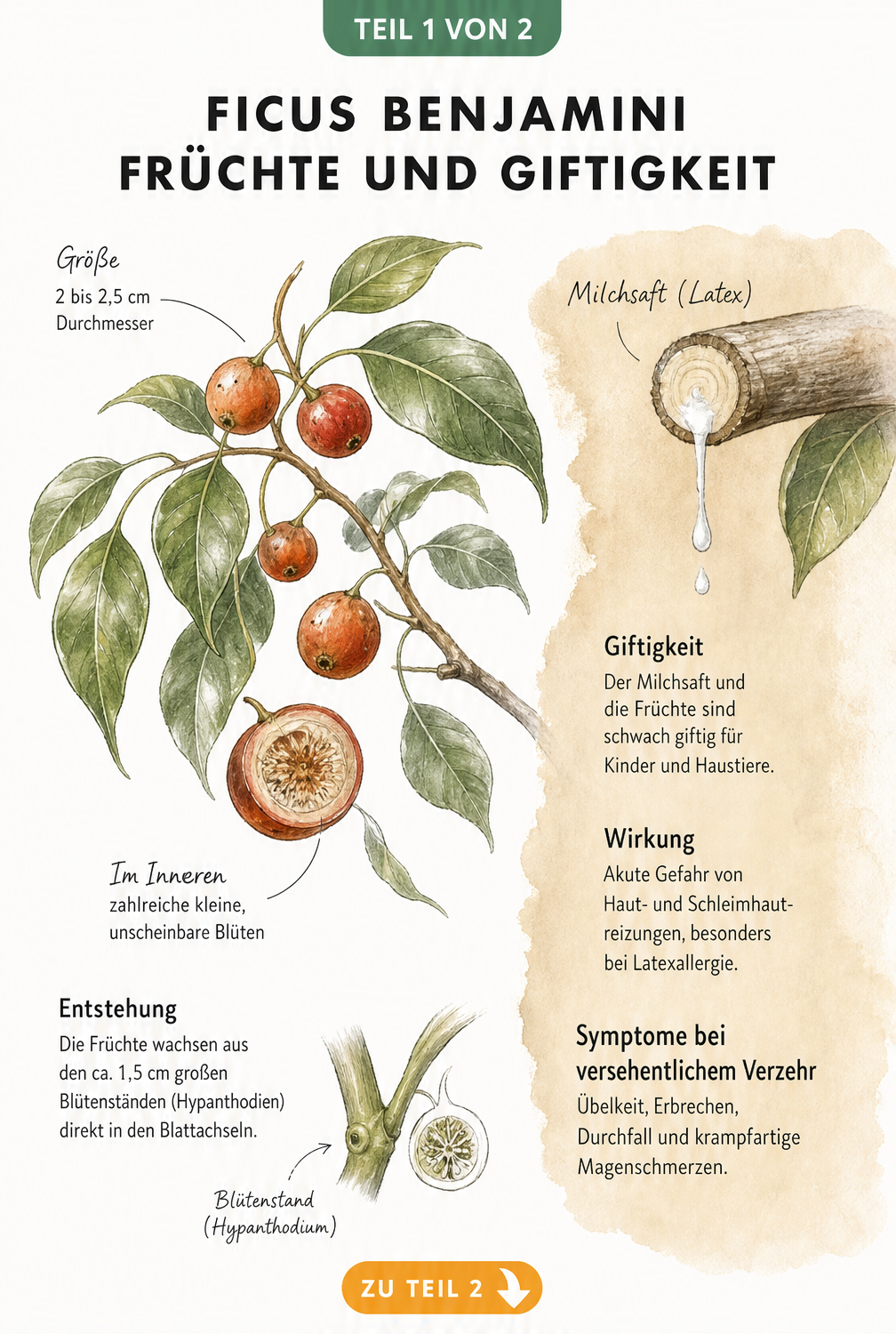 Botanische Illustration der Ficus Benjamini Früchte mit Querschnitt und Hinweisen zur Giftigkeit des weißen Milchsafts