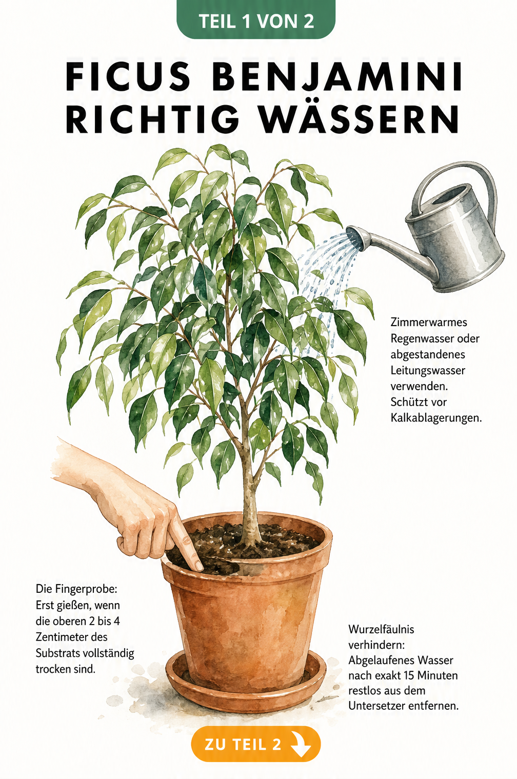 Illustration eines Ficus Benjamini im Terrakotta-Topf mit Gießkanne und Hand, die die Fingerprobe in der Erde macht.