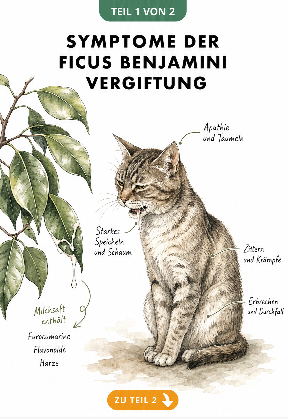 Illustration einer Katze neben einem Ficus Benjamini Zweig mit austretendem Milchsaft und Hinweisen auf Vergiftungssymptome wie Speicheln, Apathie, Zittern und...