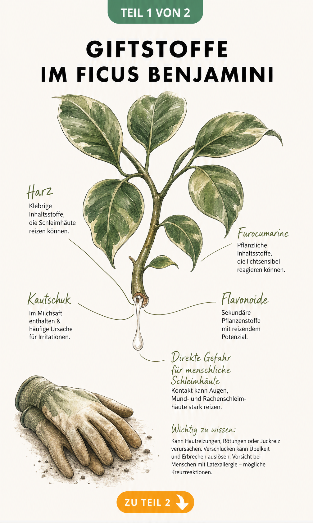 Botanische Illustration eines Ficus Benjamini Zweigs mit austretendem Milchsaft und Warnhinweisen zu Giftstoffen und Latexallergie