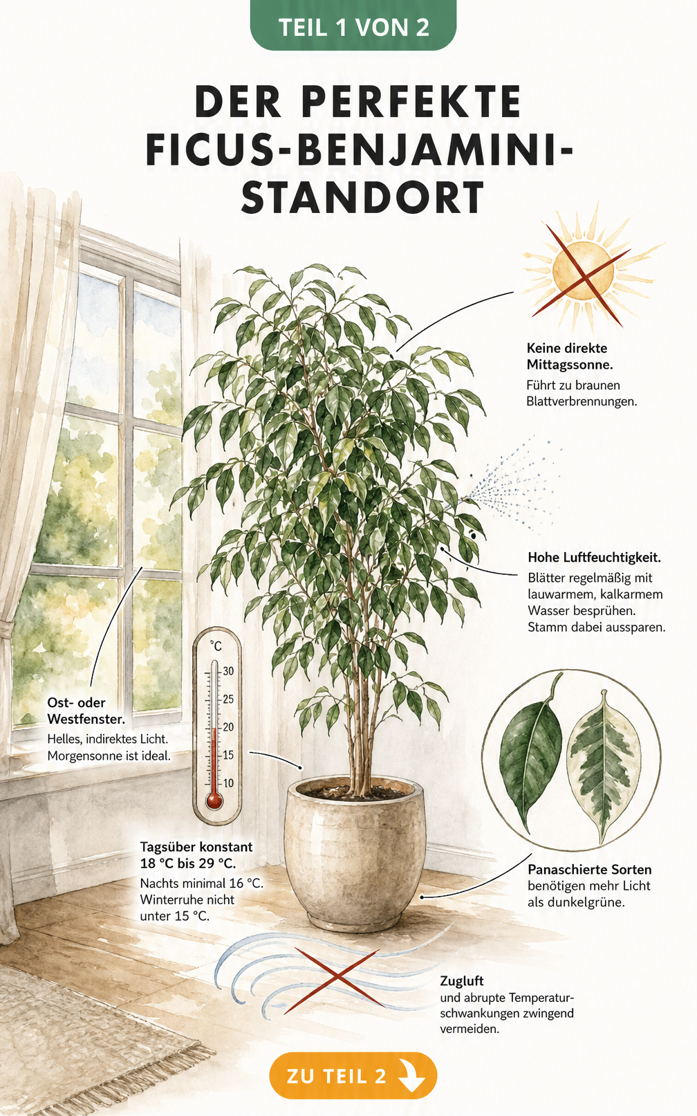 Illustration eines Ficus benjamini am Fenster mit Hinweisen zu Licht, Temperatur und Luftfeuchtigkeit