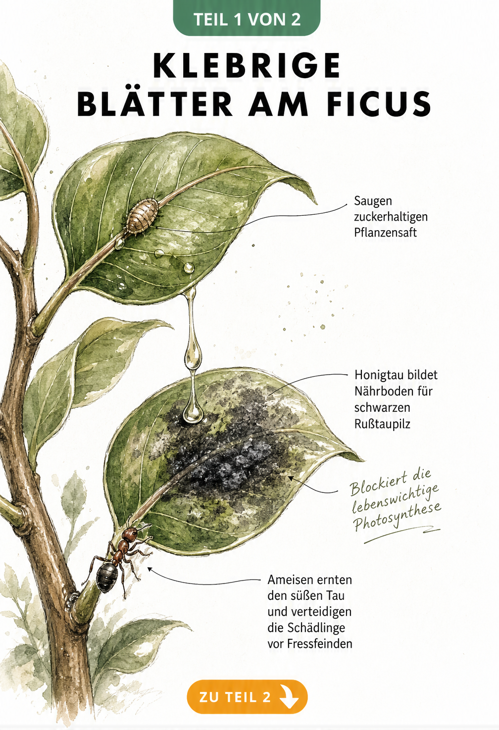 Botanische Illustration eines Ficus benjamini Zweigs mit Schildlaus, Honigtau, Rußtaupilz und Ameise