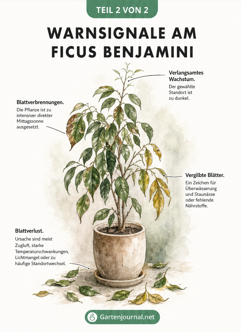 Illustration eines kranken Ficus benjamini mit Symptomen wie Blattverlust, braunen Flecken und vergilbten Blättern