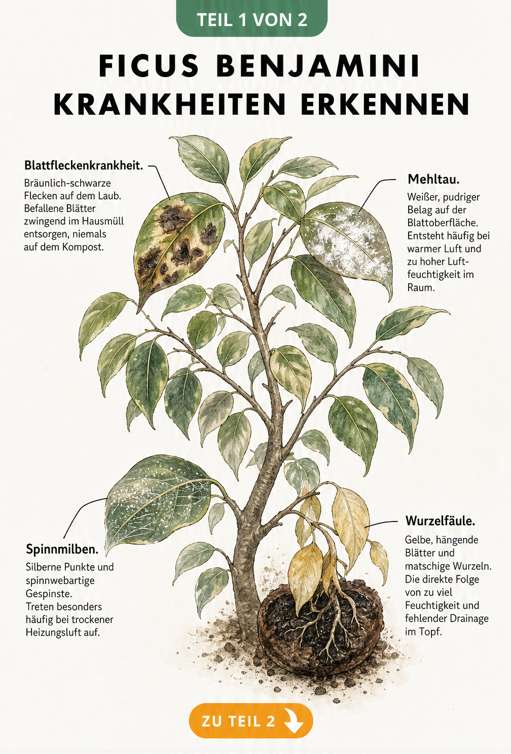Aquarell-Illustration eines Ficus Benjamini Zweiges mit Schadbildern von Blattfleckenkrankheit, Mehltau, Spinnmilben und Wurzelfäule