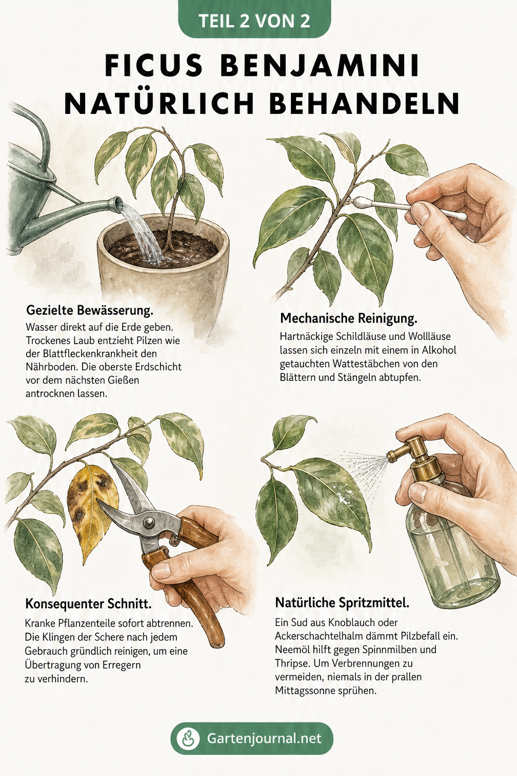 Illustration zur natürlichen Behandlung von Ficus Benjamini mit Gießkanne, Wattestäbchen, Gartenschere und Sprühflasche