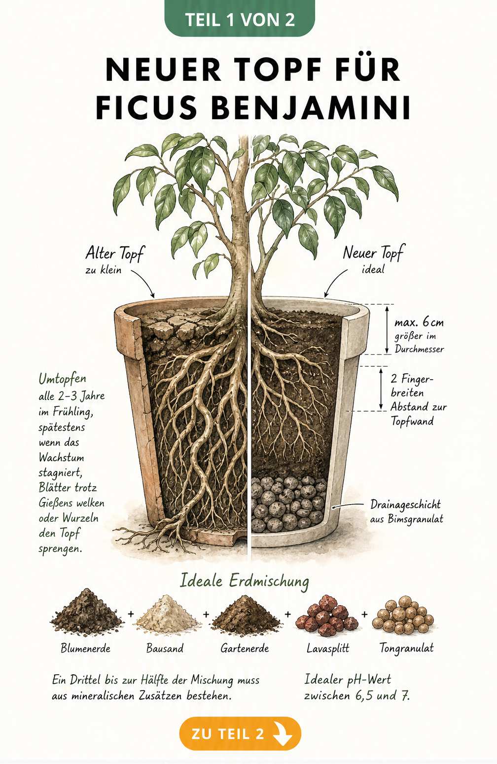 Illustration eines Ficus Benjamini im Querschnitt, die den alten, zu kleinen Topf mit dichten Wurzeln und den idealen neuen Topf mit Drainageschicht und...