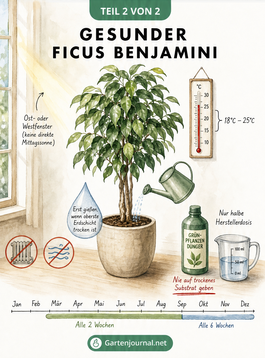 Illustration eines gesunden Ficus Benjamini mit Hinweisen zu Licht, Temperatur, Gießen und Düngen