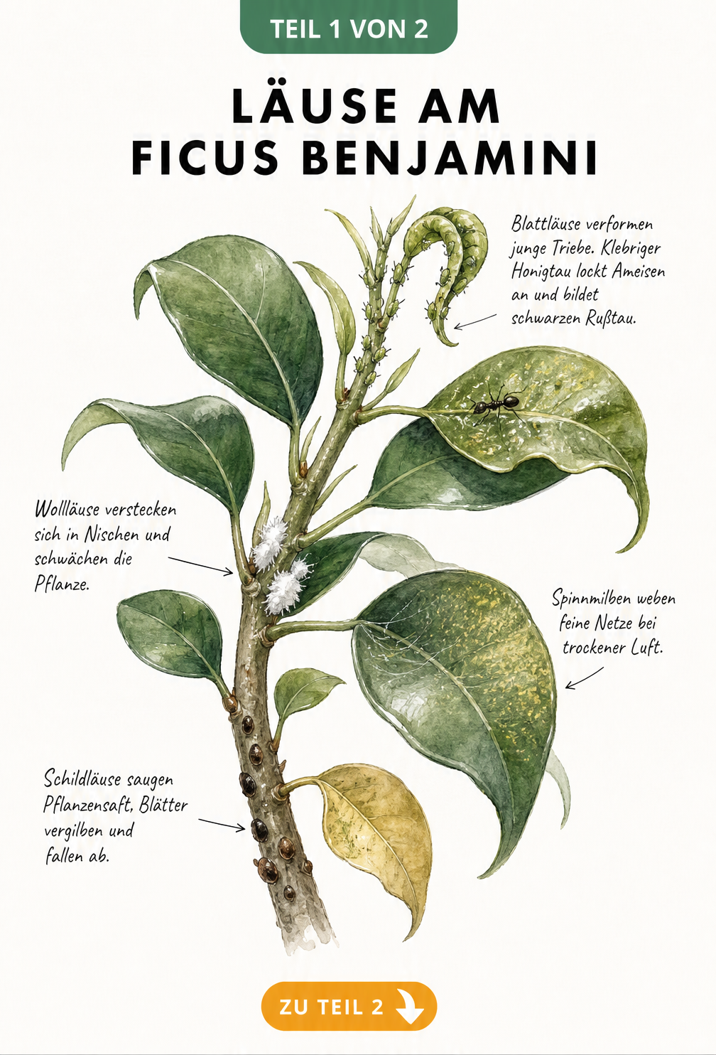 Botanische Illustration eines Ficus Benjamini Zweigs mit Schildläusen, Wollläusen, Blattläusen und Spinnmilben