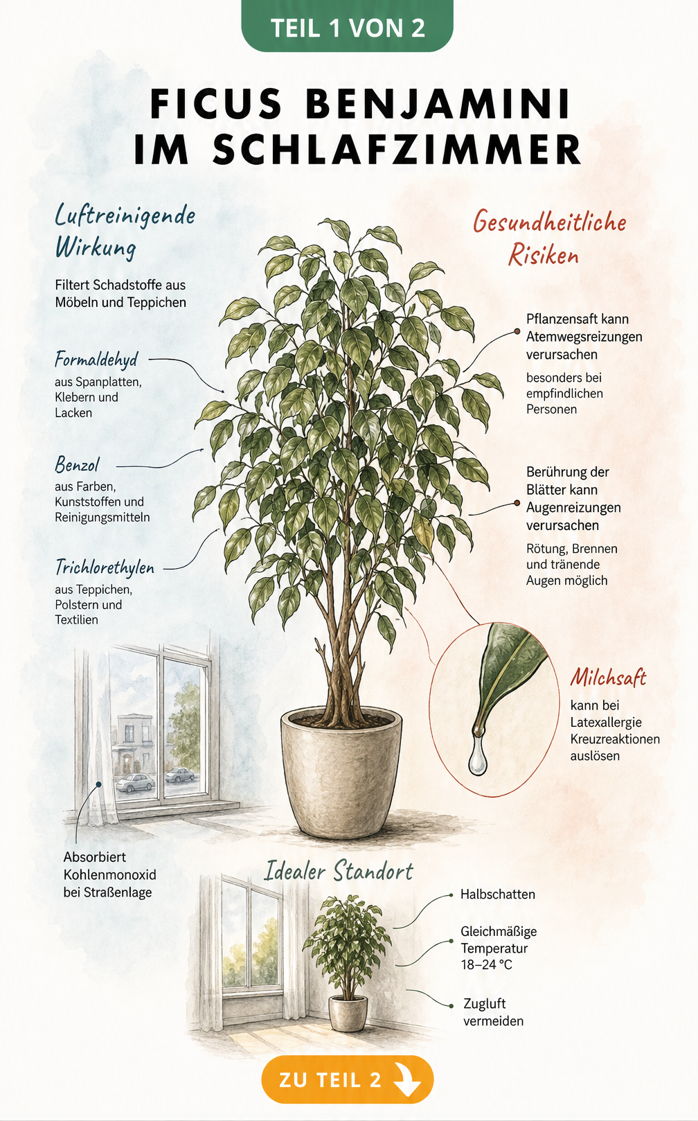 Botanische Illustration eines Ficus benjamini, die luftreinigende Eigenschaften und gesundheitliche Risiken wie Allergien gegenüberstellt.