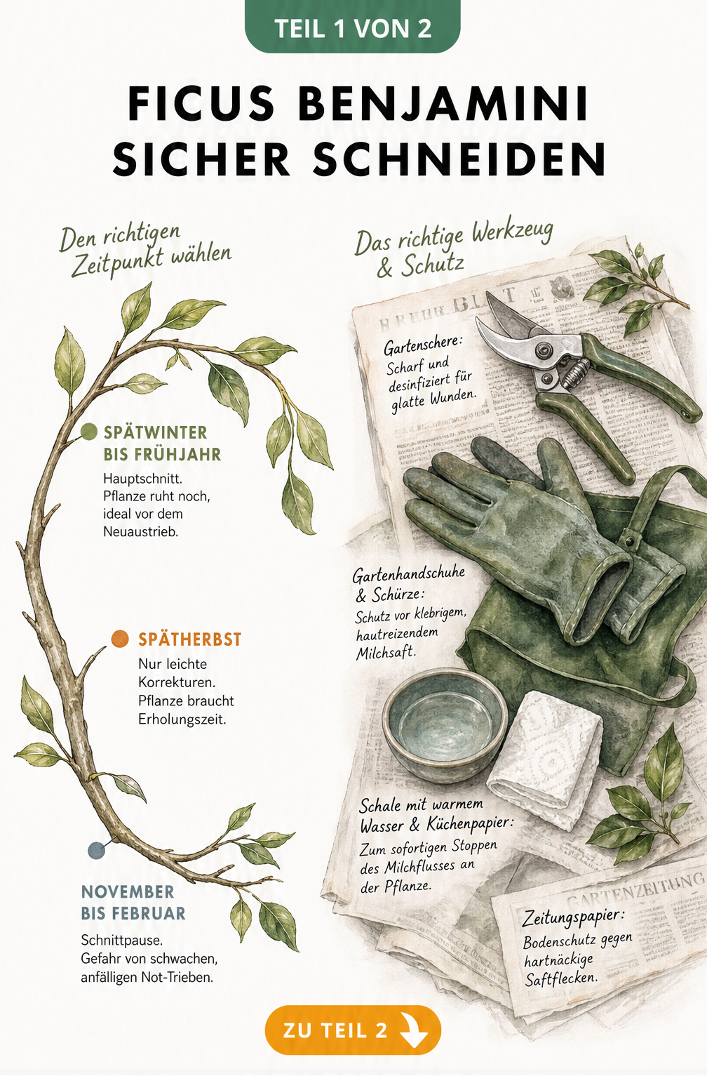 Jahresuhr und Werkzeuge zum Schneiden eines Ficus Benjamini